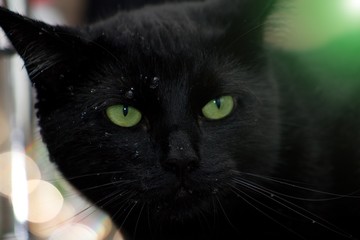 Black cat with water drops on cat`s nose and green fog.Close-up of black cat with green eyes. The cat is wet.