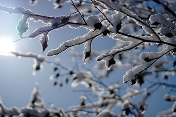 snow pile on camellia branch