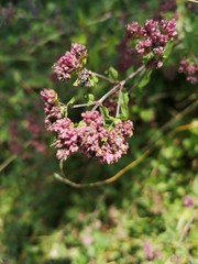 fleure mauve