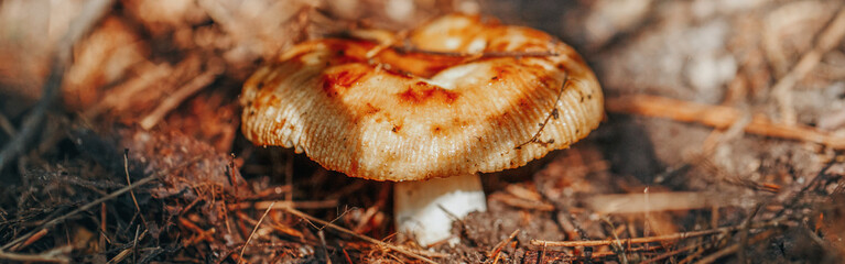 Macro of beautiful small red yellow russula mushroom in autumn forest grass moss in shadow. Fungus boletus in wood. Sunny day in country rural area. Web banner header for website.