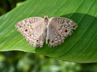 An Intermediate Bushbrown Moth, Mycalesis intermedia on a leaf, at a Butterfly Farm in the St...
