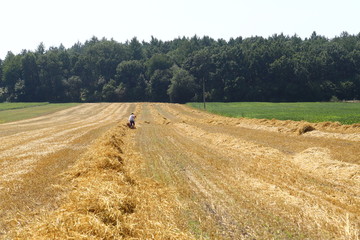 stubble of partially harvested wheat field in a wide rural landscape with blue and white sky
