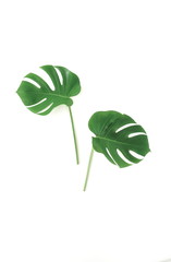 tropical green monstera leaves, branches pattern isolated on a white background. top view. poster