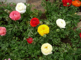 色とりどりの花(東京都)