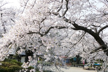 《水沢公園の桜》岩手県水沢