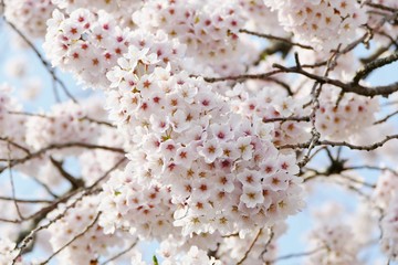 《水沢公園の桜》岩手県水沢