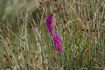 kwiaty polne © Maciej