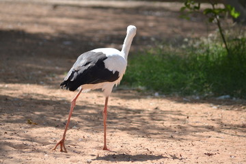 stork walking