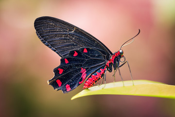 Close up of black and red butterfly. Soft light and blurred background.