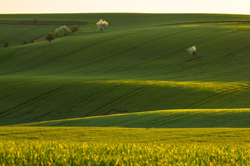 Obraz premium Endless green fields during spring sunrise. Amazing lines and shadows. Agriculture and farming life in southern Moravia.