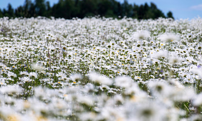  Very lovely blossom white daisy flowers background. 