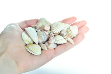 Beautiful seashells in your hand. Background and Wallpaper.