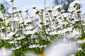  Very lovely blossom white daisy flowers background. 
