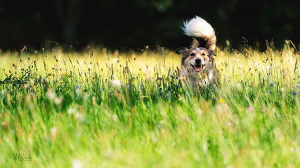 Hundespaß auf der wiese