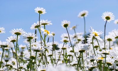 Obraz na płótnie Canvas beautiful white daisies, blue sky