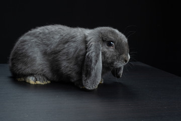 Coniglio ariete nano blu di Vienna