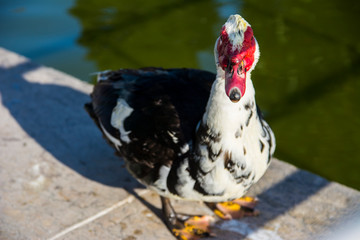 公園の野鳥／Muscovy Duck
