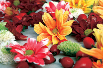 Colorful bouquet of Dahlias.