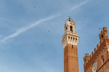 Fototapeta premium Birds fly near the Torre del Mangia, at Piazza il Campo in Siena Italy. Birds have motion blur.