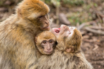 Barbary macaque (Macaca sylvanus) family with young