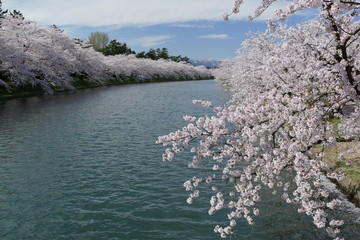 《弘前公園の桜》青森県弘前市