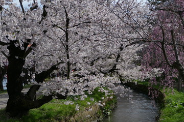 《弘前公園の桜》青森県弘前市