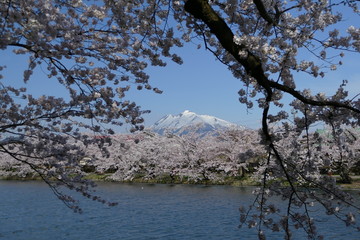 《弘前公園の桜》青森県弘前市