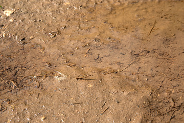 Mud texture background. Natural disaster, rain and hurricane