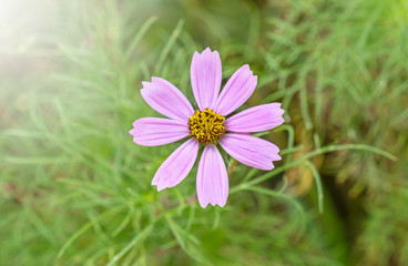 Flower cosmos bloom beautifully to the morning light.