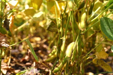 Soybean pods on soybean plantation, on blue sky background, close up. Soy plant. Soy pods. Soybean field