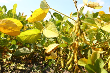 Fototapeta na wymiar Soybean pods on soybean plantation, on blue sky background, close up. Soy plant. Soy pods. Soybean field