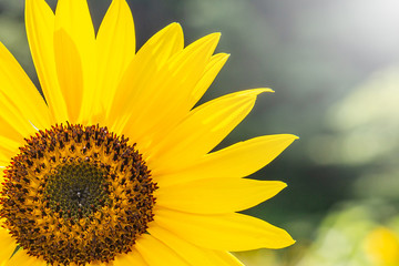 Naklejka premium Sunflower bloom beautifully to the morning light.