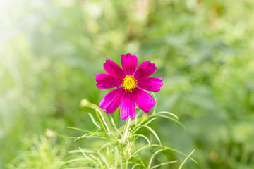 Flower cosmos bloom beautifully to the morning light.