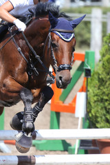 Show jumper horse and rider performing jump at show jumping training. Selective focus