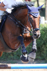 Show jumper horse and rider performing jump at show jumping training. Selective focus