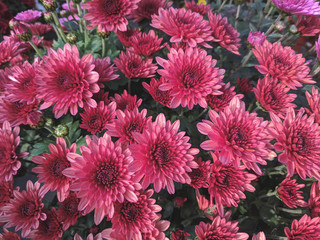 A bouquet of beautiful chrysanthemum flowers outdoors. Chrysanthemums in the garden.