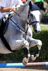 Show jumper horse and rider performing jump at show jumping training. Selective focus