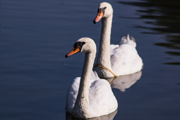 Łabędzie na wodzie © pokrza