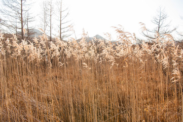 Fototapeta premium Autumn at Senjogahara plateau in Nikko national park, Nikko Tochigi, Japan
