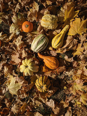 Autumn festival of harvest of decorative pumpkins