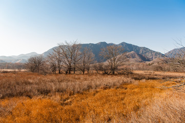 Fototapeta premium Autumn at Senjogahara plateau in Nikko national park, Nikko Tochigi, Japan.