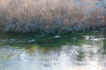 Autumn Colors and Ryuzu waterfall in Nikko national park, Nikko Tochigi, Japan （Senjogahara plateau）
