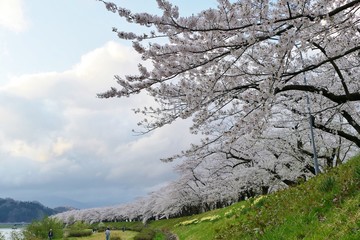 《角館の桜》秋田県仙北市