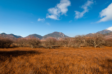 Fototapeta premium Autumn at Senjogahara plateau in Nikko national park, Nikko Tochigi, Japan.