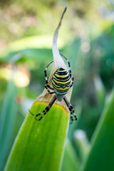 Araignée épeire fasciée
