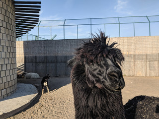 funny alpaca in the zoo