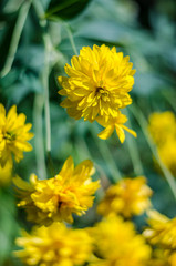 yellow heliopsis flowers in the garden