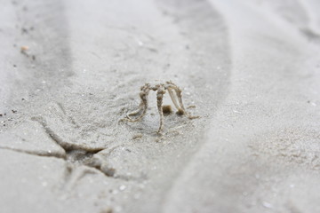 crab on the beach