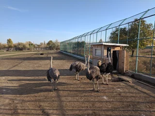 Foto op Plexiglas  Funny ostriches on an ostrich farm © Denis Darcraft