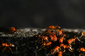 Red ants on the black granite surface